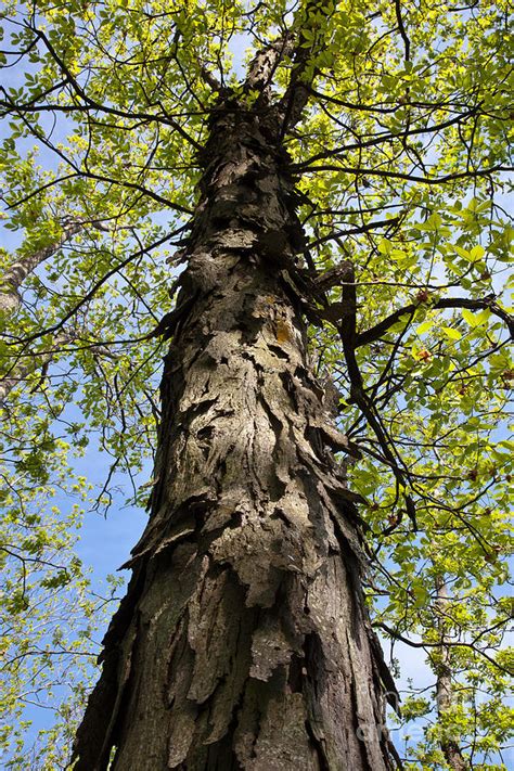 Shagbark Hickory Tree Photograph by Greg Dimijian | Fine Art America