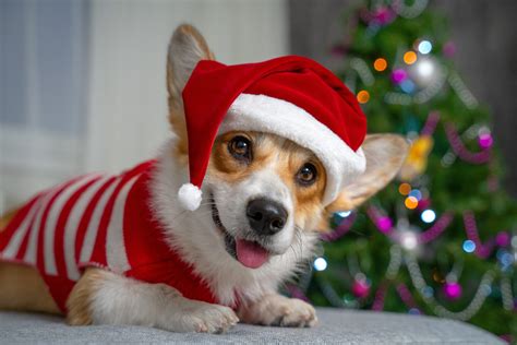 20 Gifts To Give Your Pet This Christmas