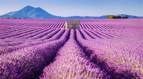 Stunning Pictures of Lavender Fields | Netfloor USA Places Around The ...