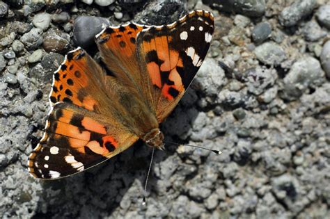 Orange butterfly Free Photo Download | FreeImages