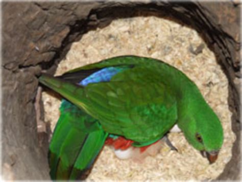 King Parrots Breeding - King Parrot