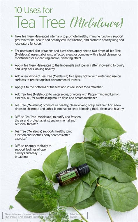 Find Out What Are the Top 7 Melaleuca Oil Benefits on Your Health | Melaleuca essential oil, Tea ...