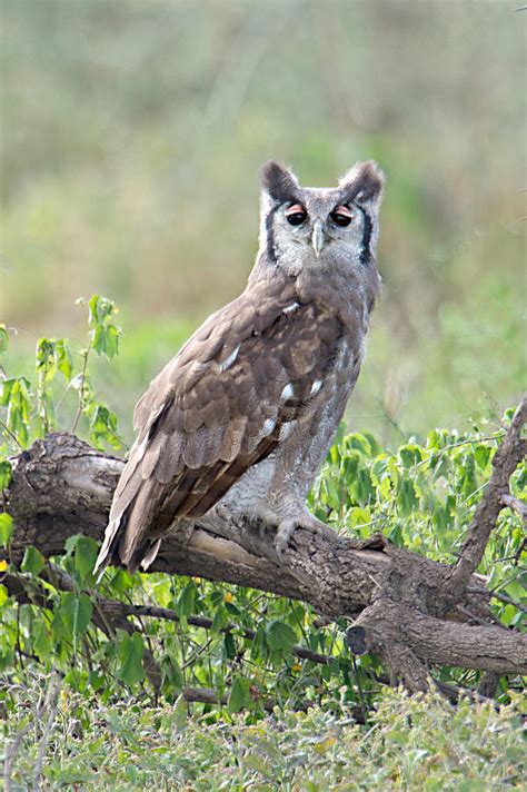 Verreauxs Eagle-owl Bubo Lacteus Photograph by Panoramic Images - Fine ...