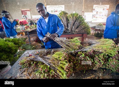 Protea farm hi-res stock photography and images - Alamy