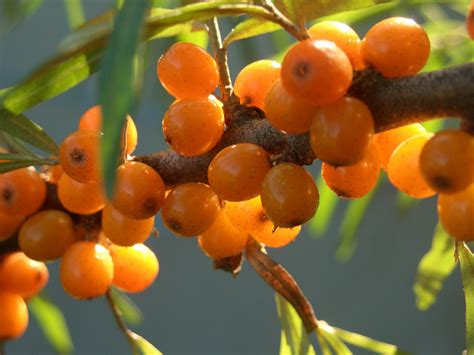 Sea Buckthorn facts and health benefits