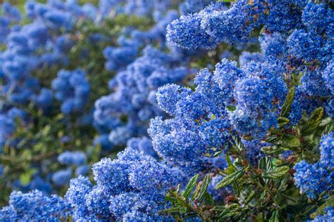 20 Vivid Ceanothus Types In A Spectrum Of Cool Blue, White And Pink ...