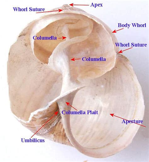 The Gastropod Shell: Nature's Mobile Homes - Earth Life