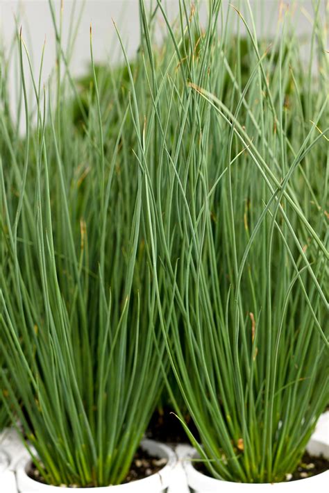 Blue Mohawk Ornamental Grass - Pahl's Market - Apple Valley, MN