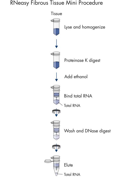 RNeasy Fibrous Tissue Mini Kit