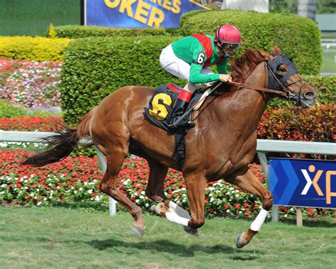 Shortage of thoroughbred racehorses is evident in Tampa and will soon affect most of the ...