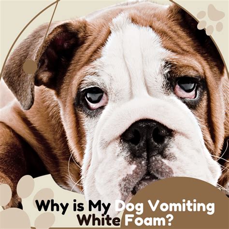 13 Causes of Dogs Vomiting White Foam - PetHelpful