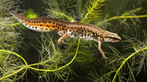 British Newts: An Identification Guide - Woodland Trust