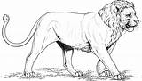 Realistic Lion Roaring Coloring Pages sketch template