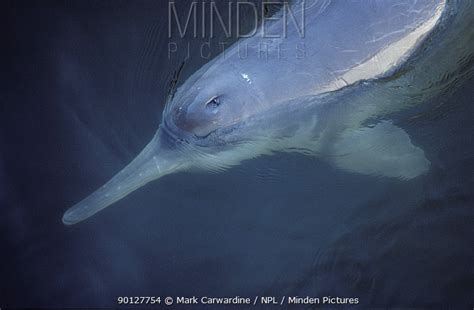 Yangtze River Dolphin stock photo - Minden Pictures