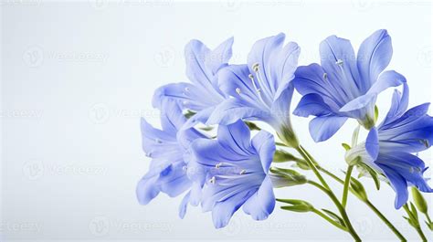 Photo of beautiful Jacob's Ladder flower isolated on white background. Generative AI 27204244 ...