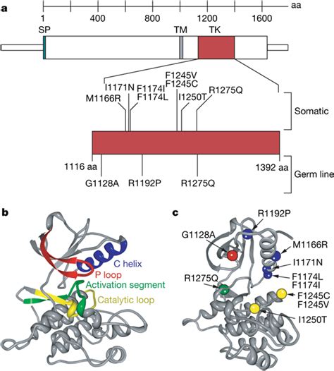 Germline and somatic ALK mutations.a, Schematic diagram indicating ...