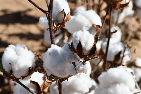 Cotton acreage continues climb in northern Texas Panhandle - AgriLife Today