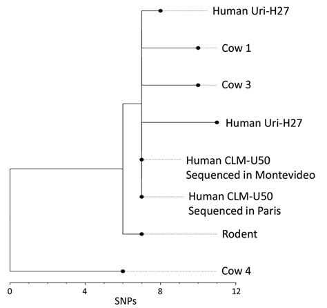 Figure 3 - Outbreak of Intermediate Species Leptospira venezuelensis ...