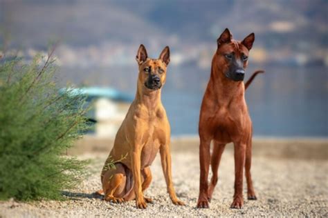 14 Best Small Guard Dog Breeds For Home Security