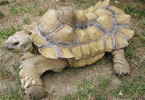 Sulcata Tortoise Lifespan: How Long Do Sulcata Tortoises Live?