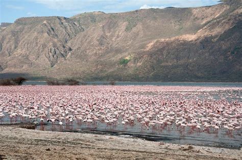 Lake Bogoria; of Healing Geysers and Flightless Flamingoes – AfricaBusiness.com