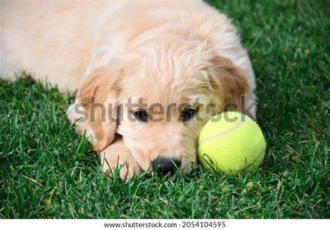 Sad Golden Retriever Puppy Lying On Stock Photo 2054104595 | Shutterstock