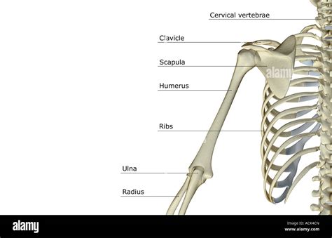 The bones of the shoulder and upper arm Stock Photo - Alamy