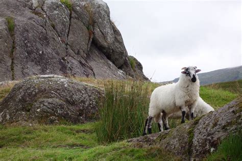 Sheep in Ireland 1 Free Photo Download | FreeImages