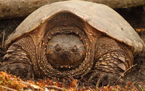 Alligator Snapping Turtle : r/wildlifephotography