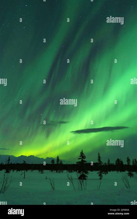 Northern light, aurora borealis in winter with snow, colorful with ...