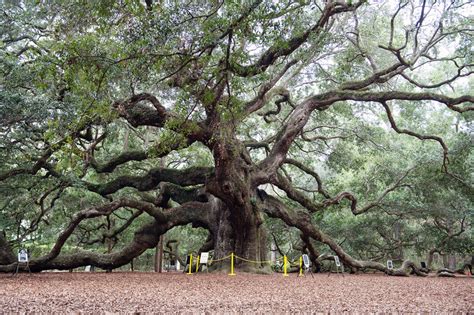 A 500 Year Old Gem - The Angel Oak Tree In Charleston SC