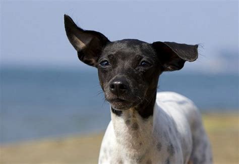 Japanese Terrier: The National Treasure Of Japan - AnimalsBay | Терьер