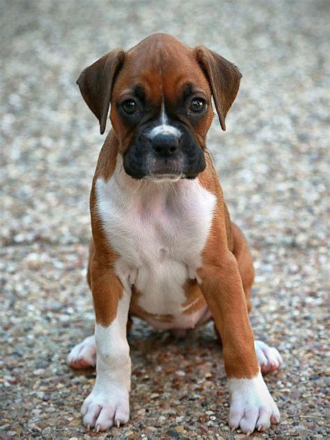 All About The Boxer Pups Health #boxerdogsarethebestdogs #boxerdogclub ...