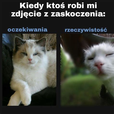 Typowy kot. Najlepsze memy i obrazki o kotach. Śmieszne memy z kotami w roli głównej | Głos ...