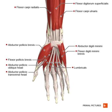 Thenar and Hypothenar Muscles Of The Hand - Physiopedia