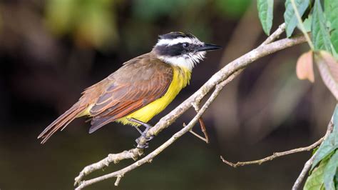 Great Kiskadee | Audubon Field Guide