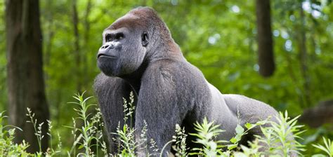 Biggest silverback gorilla - kesiliron