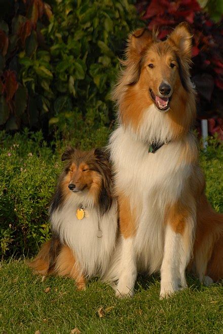 Shetland Sheepdog - Wikipedia