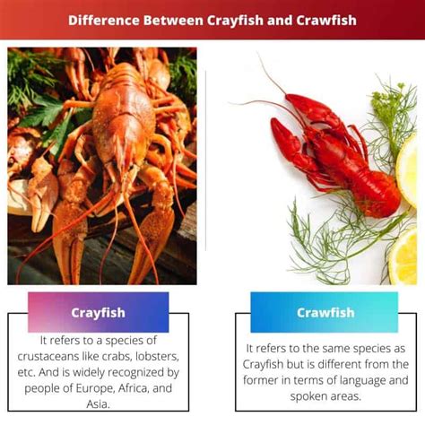 Crayfish vs Crawfish: Difference and Comparison