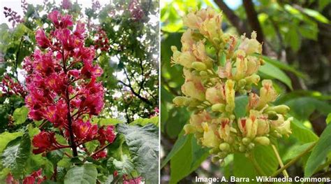 Types of Buckeye Trees with Their Flowers and Leaves (Pictures)