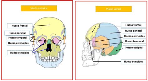 Huesos del cráneo | Dolopedia