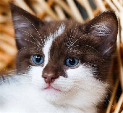 100+ Brown Cat Names – Choose the Best Name for a Brown Kitten | PetPress