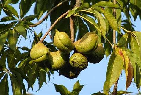 Free Images : branch, fruit, leaf, flower, food, produce, evergreen ...