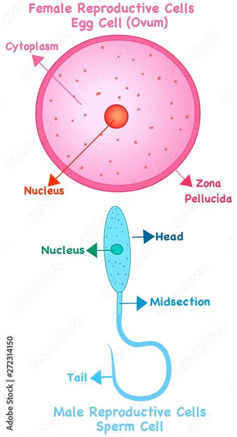 Human reproductive cells. Female cell ovum or egg, male cell sperm ...