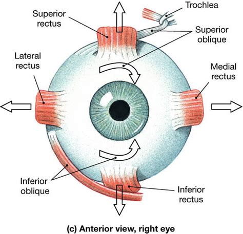 Eye Enucleation | Gross Pathology Manual