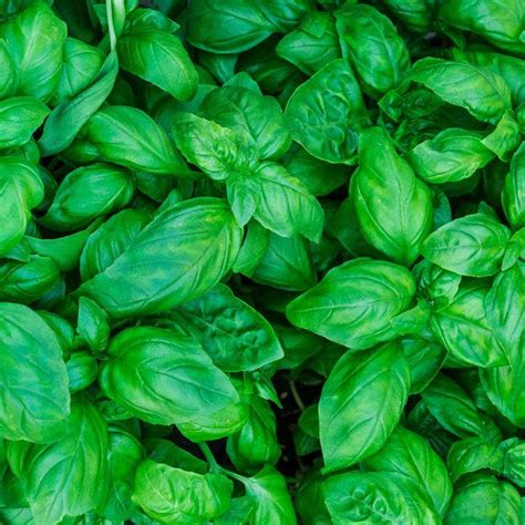 Your Guide to All the Different Types of Basil