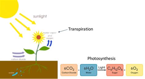 Water is Essential for Food Production