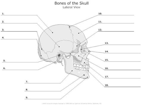 Skull Bones Anatomy Blank Diagram | Anatomy bones, Skull anatomy ...