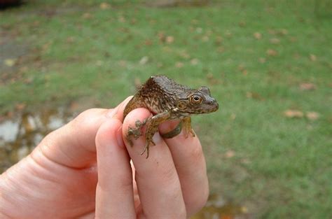 Baby Bullfrog Care: Facts You Need to Know - AMPHIPEDIA