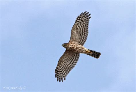 Sharp-shinned Hawk Kind-of-Day : Hawk Ridge Bird Observatory